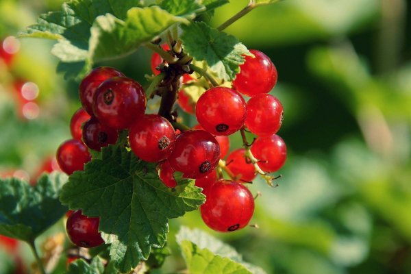 Короткая ссылка на кракен