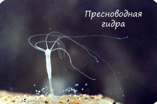 Заказать даркнет